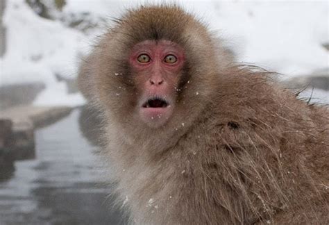 Japanese Scientists Record Sex Between Snow Monkeys And Deer