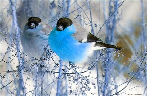 Winter Birds Wallpaper - WallpaperSafari