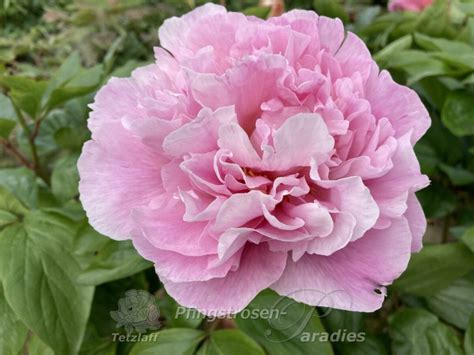 Paeonia 'Manitowoc Maiden' | Pfingstrosen-Paradies Tetzlaff
