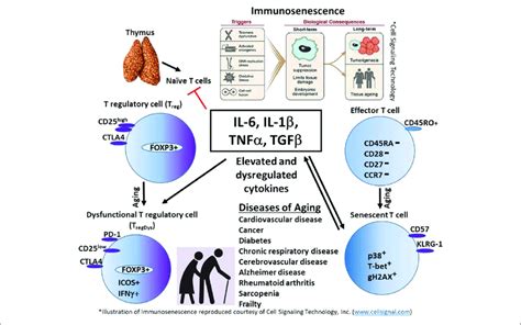 Model Persistent Elevation Of Innate Cytokines Such As Il 6 Il 1β