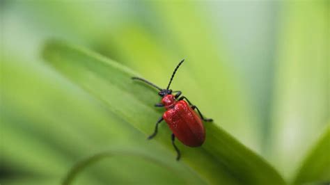 Red Lily Beetles How To Protect Your Plants From This Pest