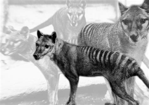 Thylacine Wallpaper By Gerryphantom On Deviantart