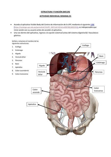 Sistema Digestivo Estructura y Función Raquel uDocz