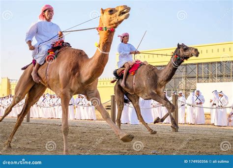 Kamel Reiter Am Al Wathba Scheich Zayed Heritage Festival