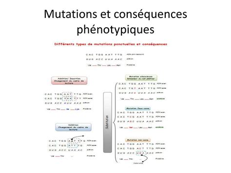 Ppt Stabilit Et Variabilit De Linformation G N Tique Powerpoint