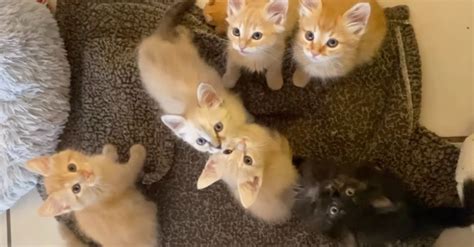 Une Chatte Errante D Pose Ses Chatons Dans Un Jardin Dans Lespoir De