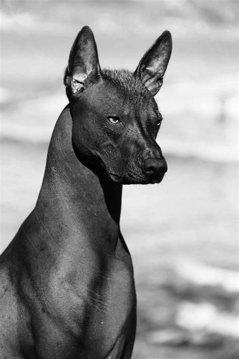 Xolo the dog breed with an anubis vibe – Artofit