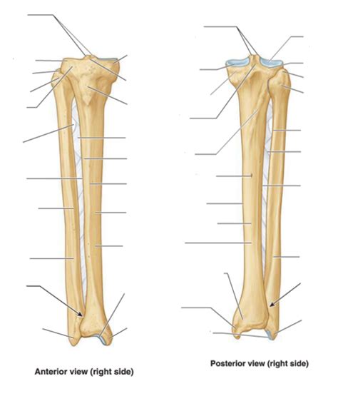 Bony Landmarks Of Tibia And Fibula Diagram Quizlet