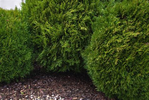 11 Best Topiary Plants to Grow