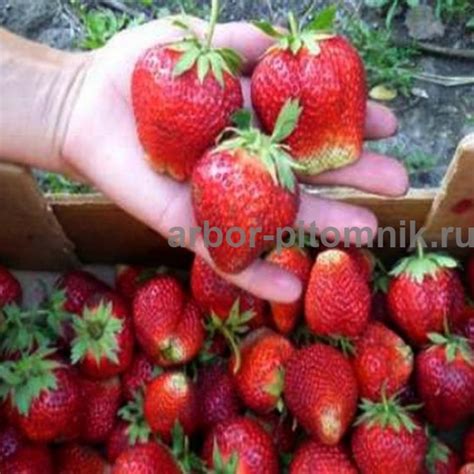 Саженцы клубники Московский Деликатес купить в Москве и Подмосковье ...