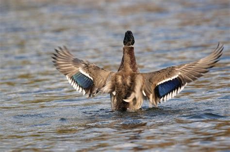 Premium Photo A Duck With Its Wings Spread Out In The Water