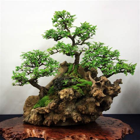 Enfield Bonsai Group