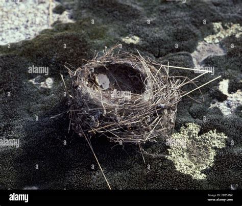 Nido De Pajaros Location Exterior Avila Spain Stock Photo Alamy