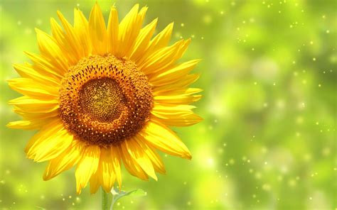 Sunflower Backgrounds Wallpaper Cave