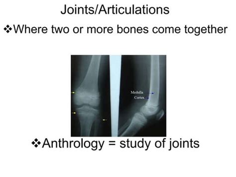 Anatomy Of Joints Ppt