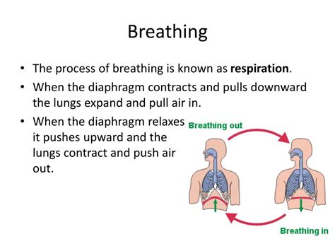 PPT - Functions of the Respiratory System PowerPoint Presentation, free ...