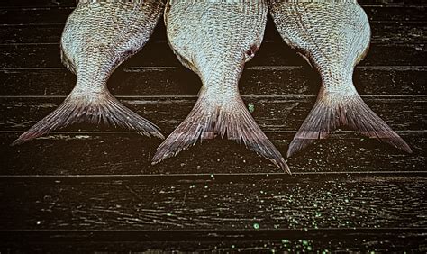 how to smoke fish on a smoker 9