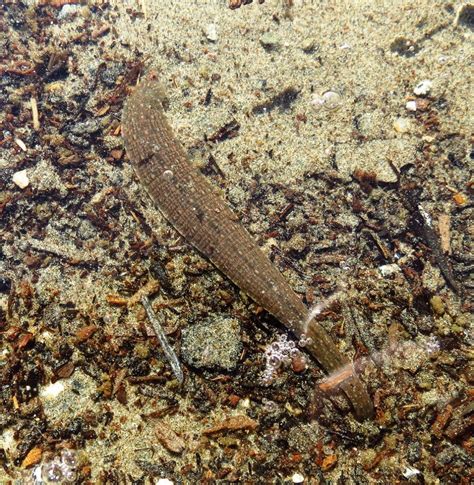 Leeches Vancouver Island British Columbia Gohiking