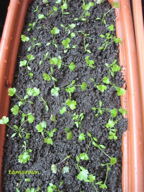 Всё о бегониях и не только...: Огород на балконе - 2017 (Сельдерей ...