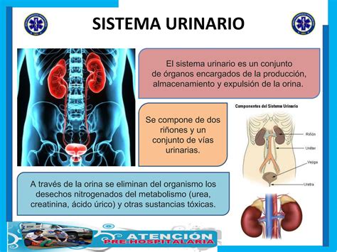 Sistema Urinario Del Cuerpo Humano Ppt