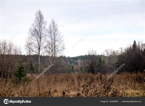 Autumn Trees With Naked Branches Stock Photo By Martinsvanags