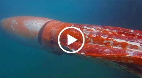 viral video giant squid spotted  japanese marina space coast daily