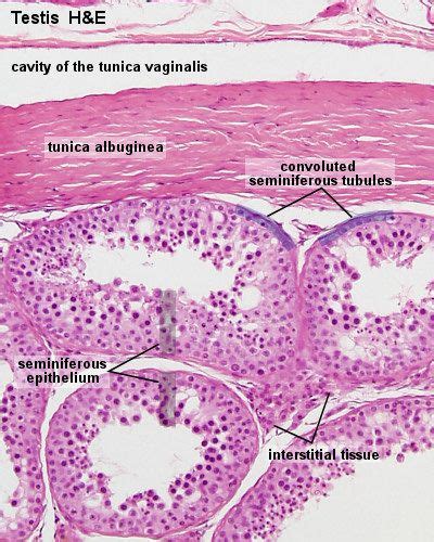 Bgda Practical Male Reproductive Tract Histology Embryology In 2021 Reproductive System