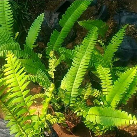 Jual Pohon Pakis Tanaman Vertikal Garden Tanaman Hias Pakis Kelabang