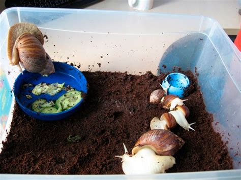 Виноградная улитка: описание, среда обитания, чем питается