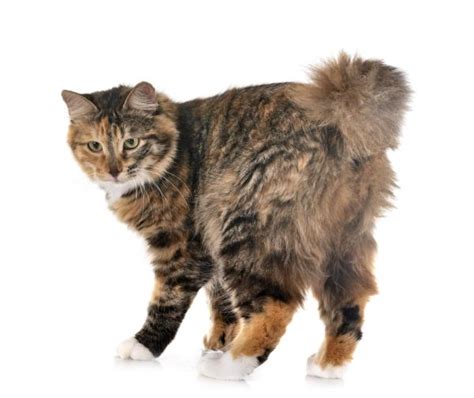 Kurilian Bobtail Cat - Breed Information With Photos