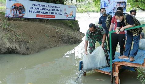 Peringati HUT Ke 41 PT Bukit Asam Lakukan Penebaran 16 Ribu Benih Ikan