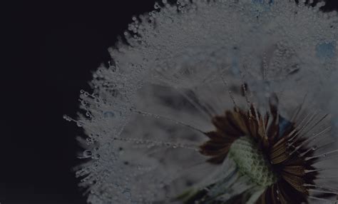 Leavitt Funeral Home Obituaries: Understanding End-of-Life Care