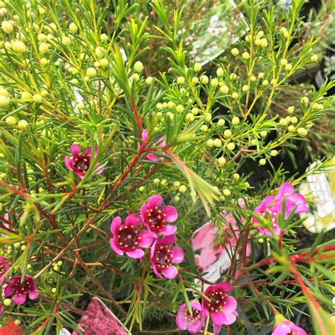 Chamelaucium uncinatum 'Local Hero'... - Bulleen Art & Garden | Facebook