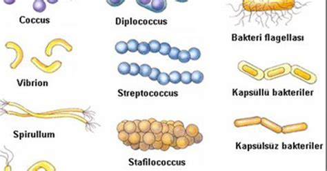 Bentuk Struktur Dan Klasifikasi Archaebacteria Materi