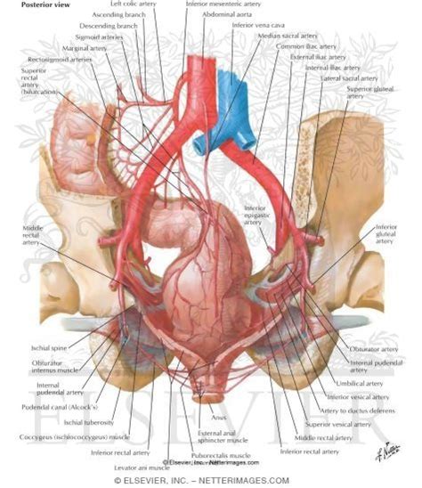 Cpt Code For Drainage Of Anorectal Abscess Best Drain Photos Primagem Org