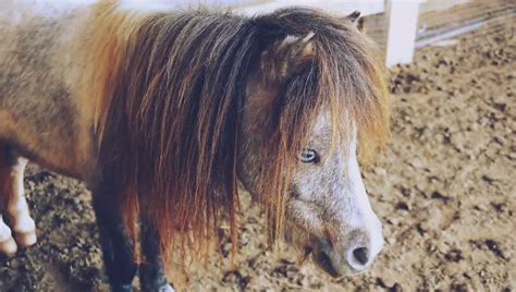 History of the Falabella Miniature Horse Breed – Just for my Horse