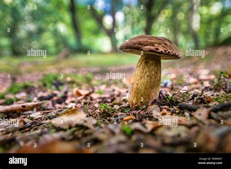 Irish Mushrooms Hi Res Stock Photography And Images Alamy