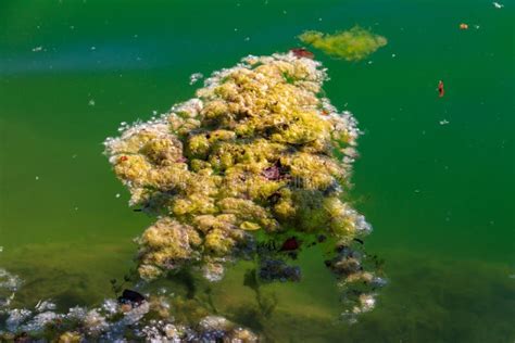 Green Algae in Water. Water Pollution Stock Photo - Image of macro ...