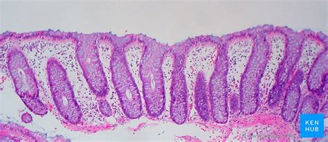 Colon Anatomy Histology Composition Function Kenhub