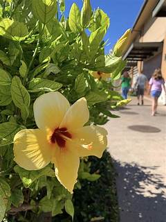 Craigs List Hawaii The Ultimate Guide To Finding Hidden Deals