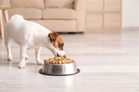 A Jack Russell Feeding Chart For Your Dog To Get Jacked
