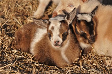 Female Baby Goat Waiting List