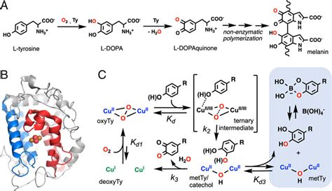 A The Rate Limiting Monooxygenation Step Of L Tyrosine To L Dopa And