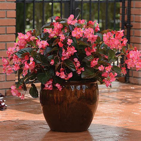 Rose Bronze Leaf Begonia Megawatt Series Horticultural Products And Services