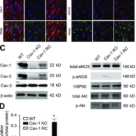 Enos Localization And Activation In Wt Cav 1 Ko And Cav 1 Rc Download Scientific Diagram