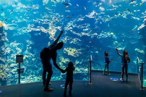 How To Spend A Day At The California Academy Of Sciences