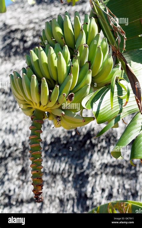 Banana tree fruit hi-res stock photography and images - Alamy