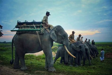 Kaziranga Elephant Safari Online Booking Western Range