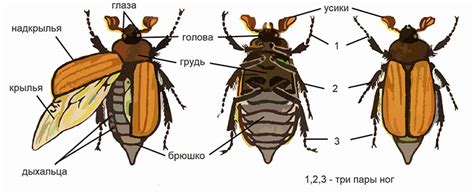 Класс Насекомые - Bio-Lessons