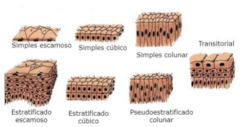 Celulas Tecido Epitelial - Tecido Epitelial: tipos, características e função - Toda Matéria